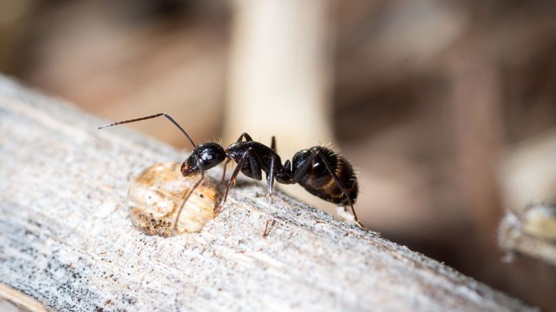 Best Dog Friendly Ant Killer