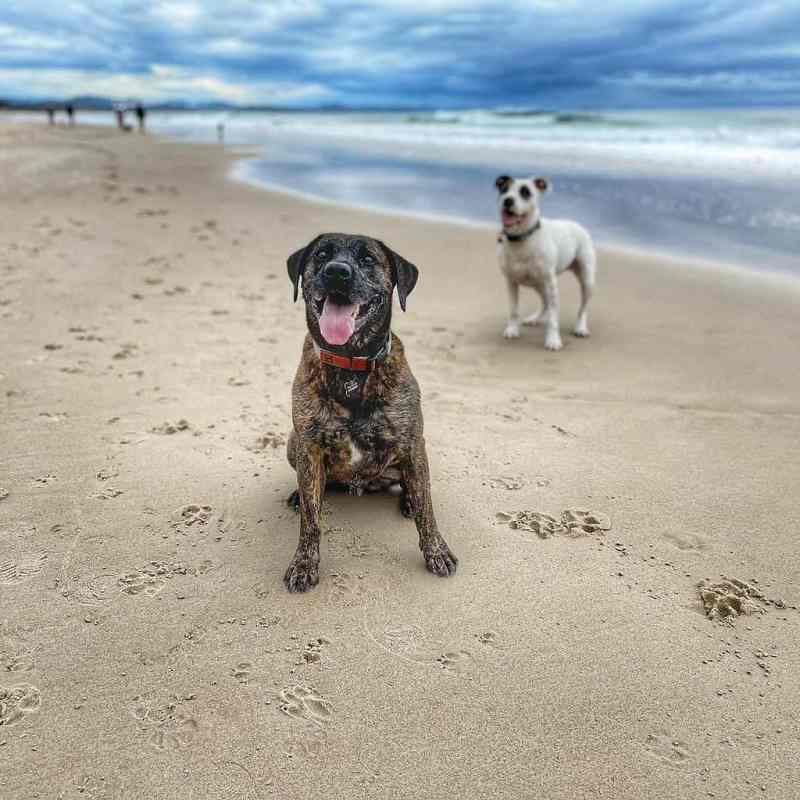 Best Dog Friendly Beach Vacations