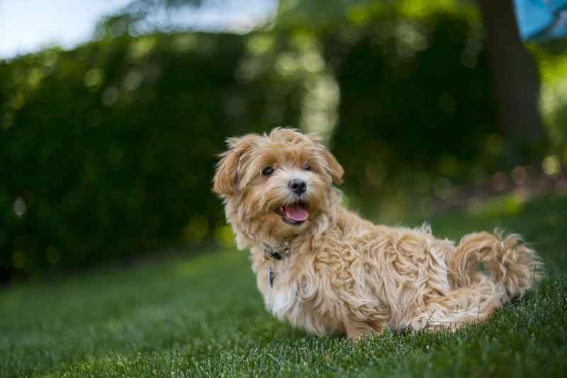 Best Dog Friendly Gardens