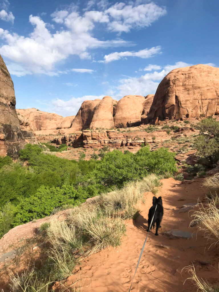 Best Dog Friendly Hikes Utah