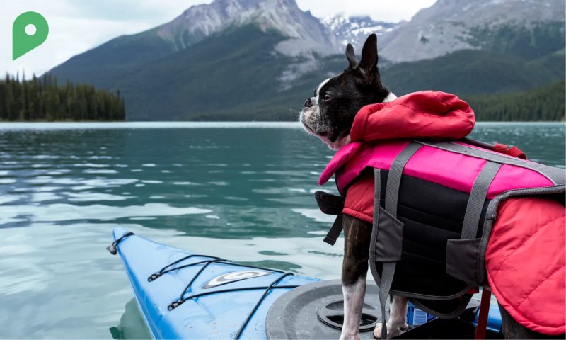 Best Dog-friendly Kayaks