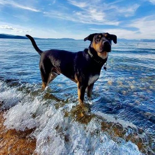 Best Dog Friendly New England Towns