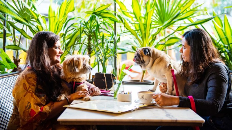 Best Dog Friendly Restaurants