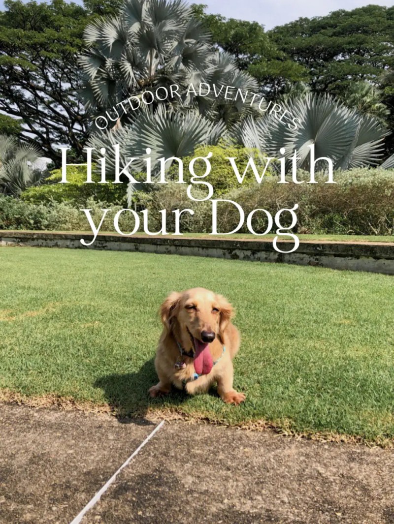 Best Dog Friendly Walks Melbourne