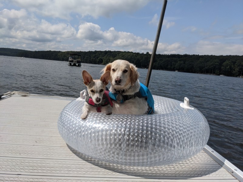 Best Dog Friendly Weekend Getaways Maryland