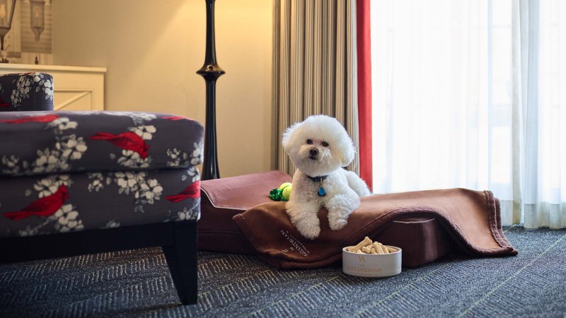 Best Pet Friendly Resorts In The Us