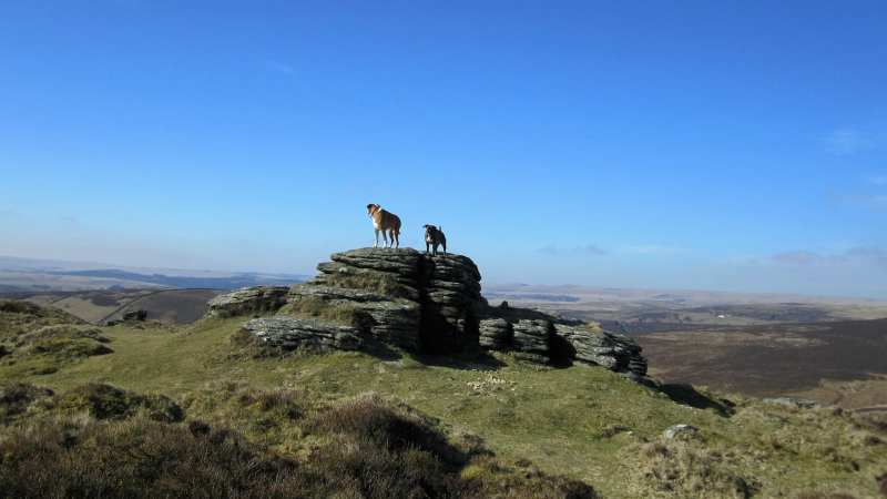 Dog Friendly Activity Holidays Uk