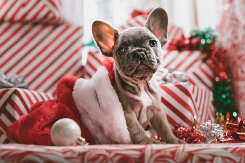 Dog Friendly Christmas Vacations