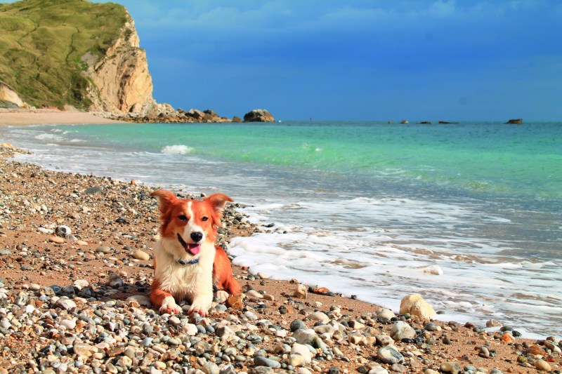 Dog Friendly Holidays By The Sea