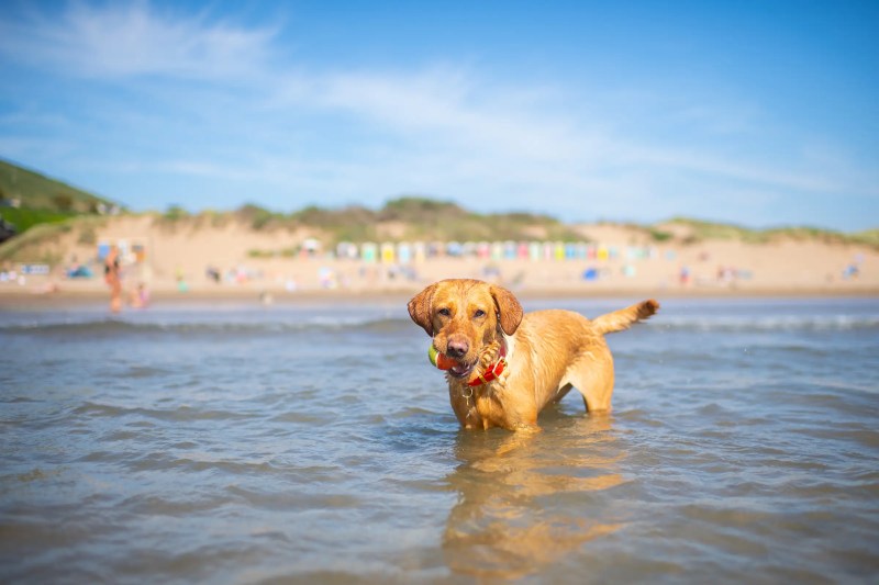 Dog Friendly Holidays Uk 2023