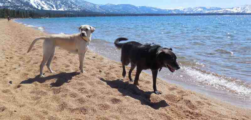 Dog Friendly Lodging Lake Tahoe