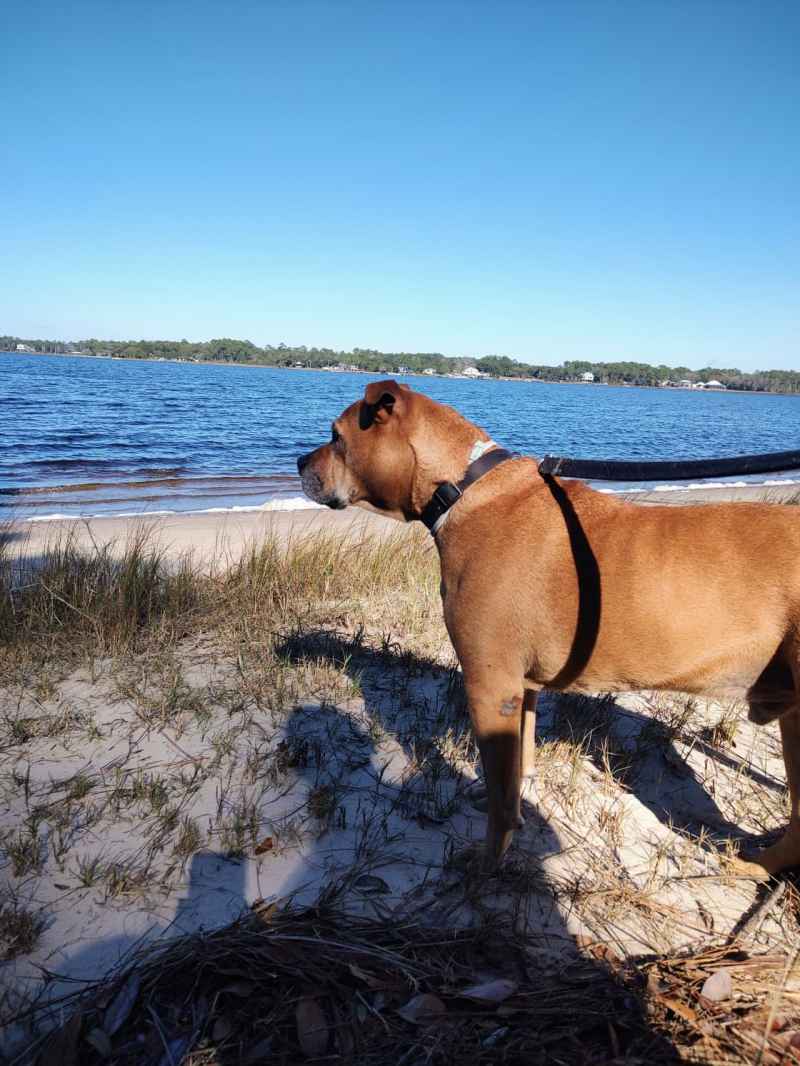 Dog Friendly Vacations Alabama