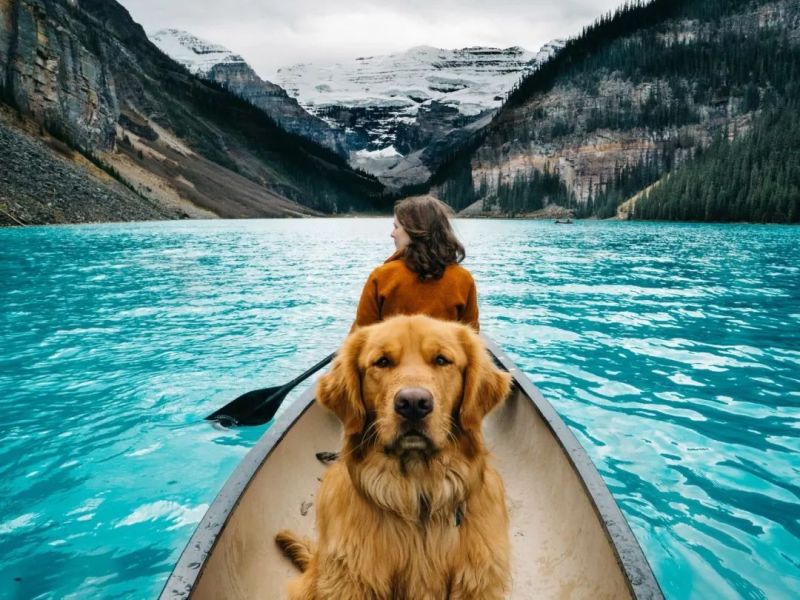 Vacations With Dog