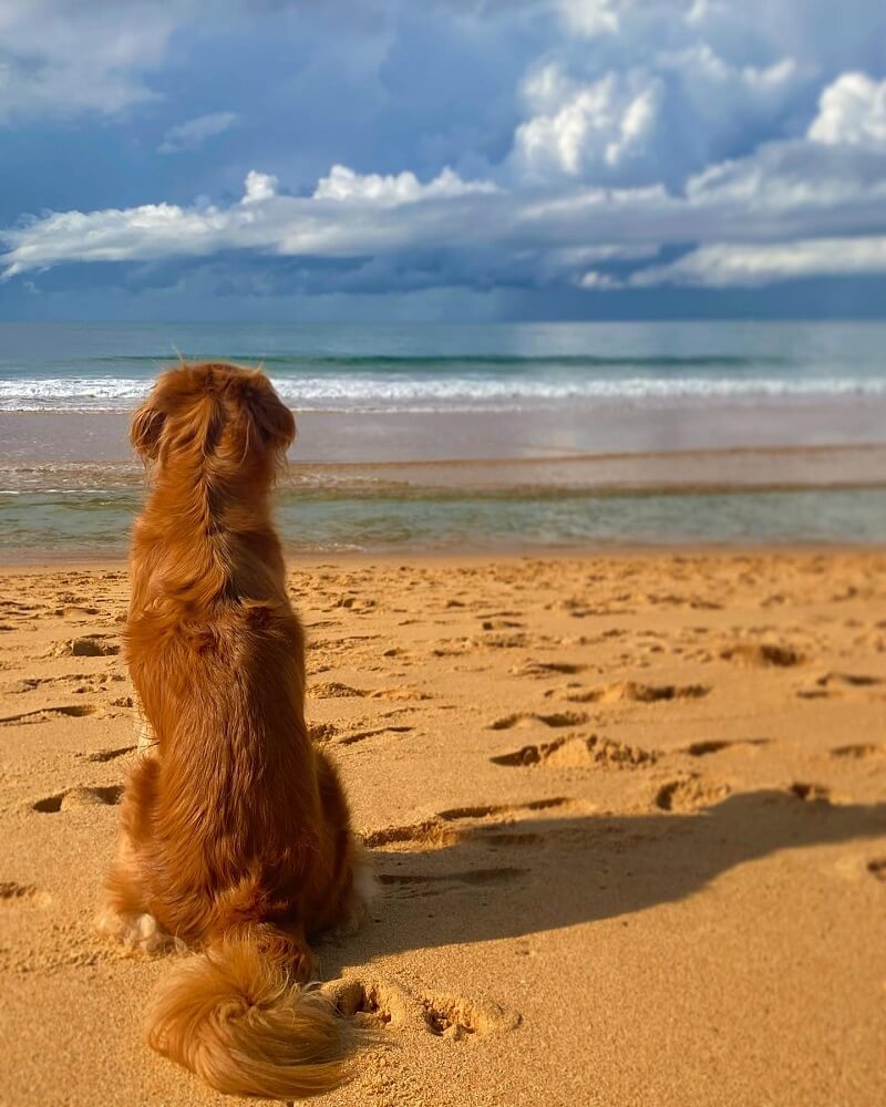 Best Dog Friendly Beaches In Us