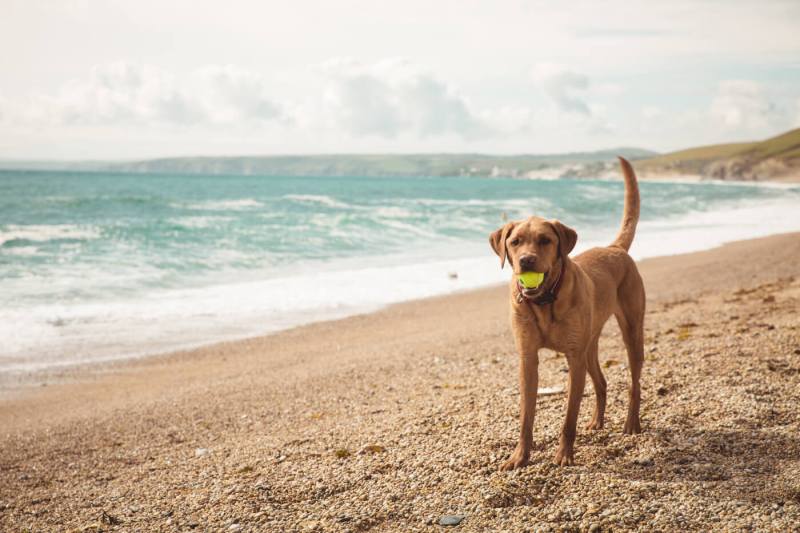 Best Dog Friendly Beaches Near Me