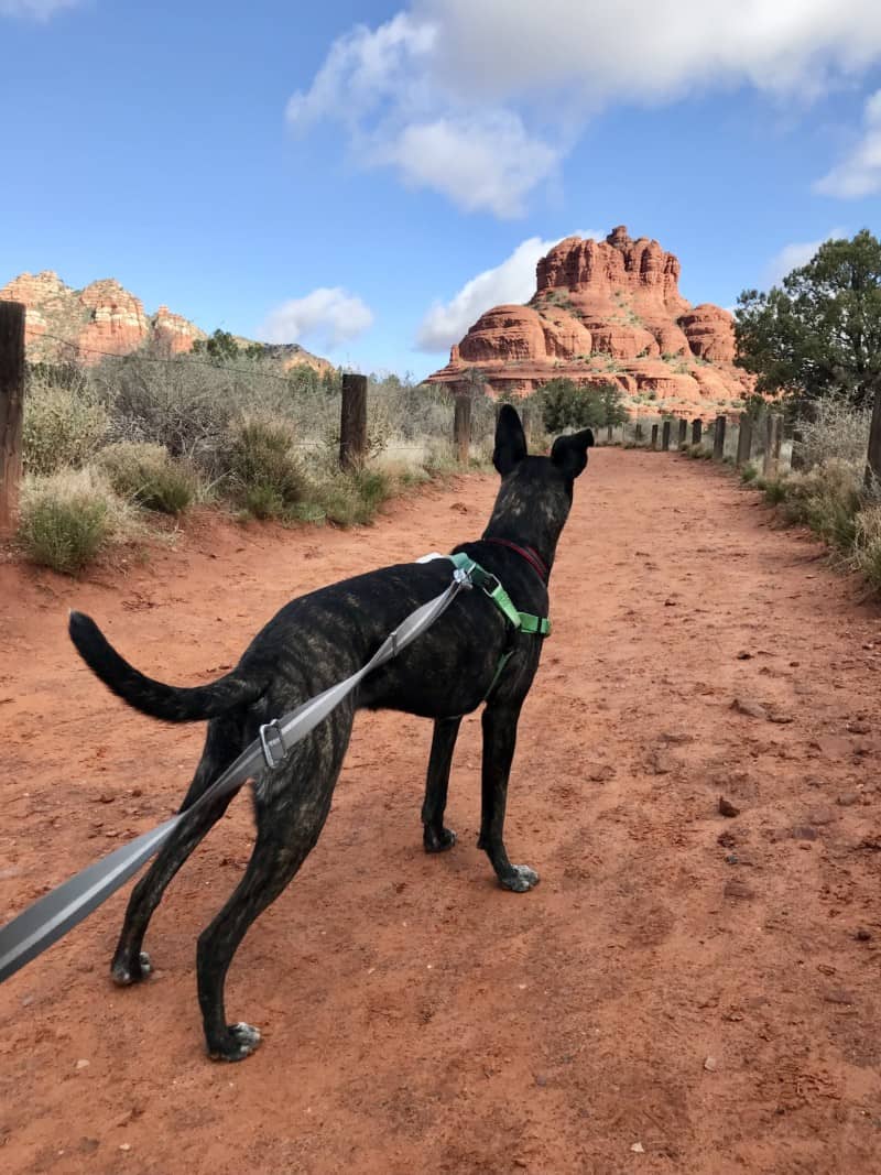 Best Dog Friendly Hikes Washington