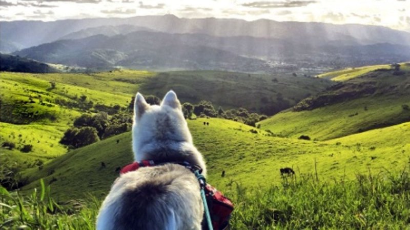 Best Dog Friendly Hikes