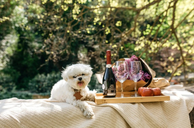 Best Dog Friendly Hotels In Santa Barbara