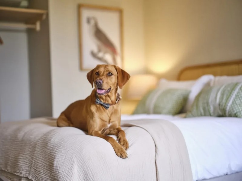 Best Dog Friendly Hotels Yorkshire