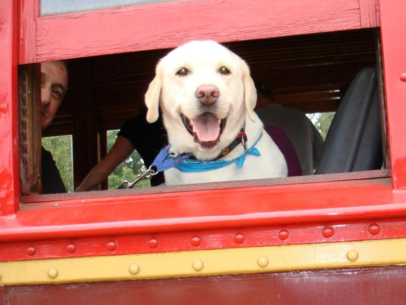 Best Dog Friendly Mountain Towns