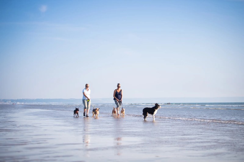 Best Dog-friendly Places To Holiday In Uk