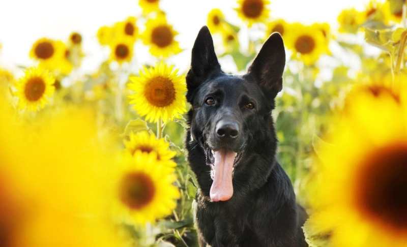 Best Dog Friendly Plants