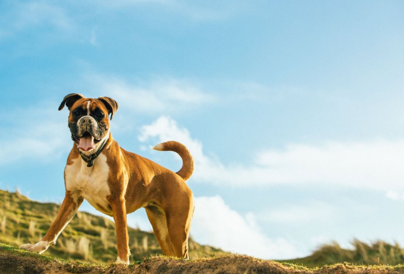 Best Dog Friendly Resorts In The Northeast