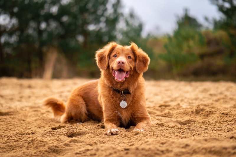 Best Dog Friendly Resorts Minnesota