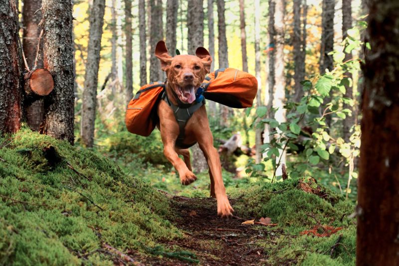 Best Dog Friendly Trails Shenandoah National Park