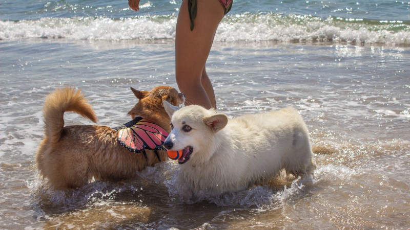 Best Dog Friendly Vacation Spots