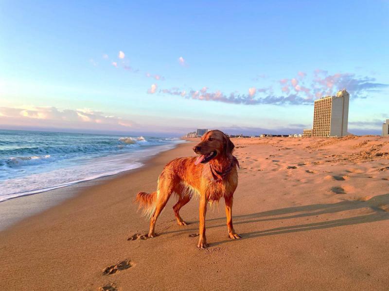 Best Dog Friendly Vacations Usa