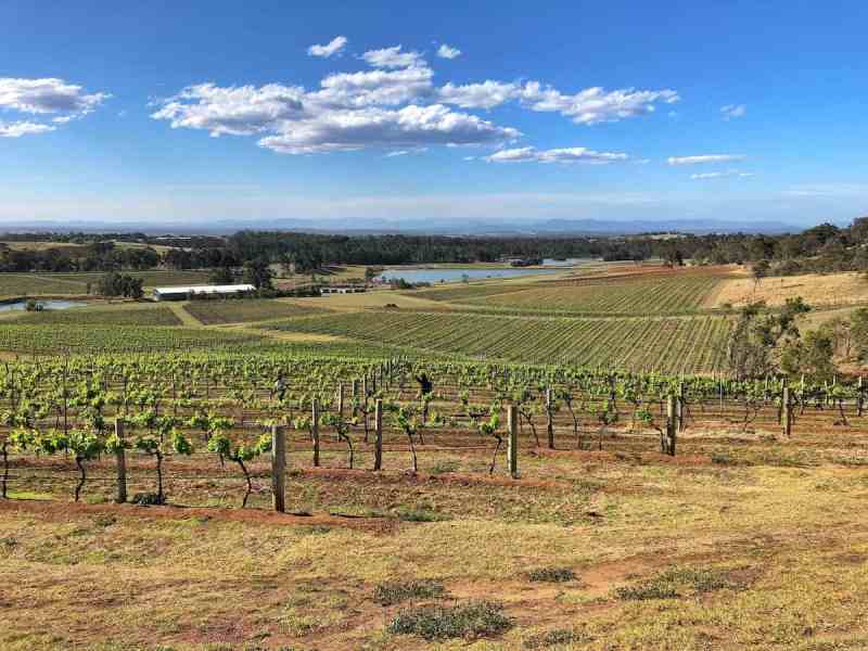 Best Dog Friendly Wineries Hunter Valley