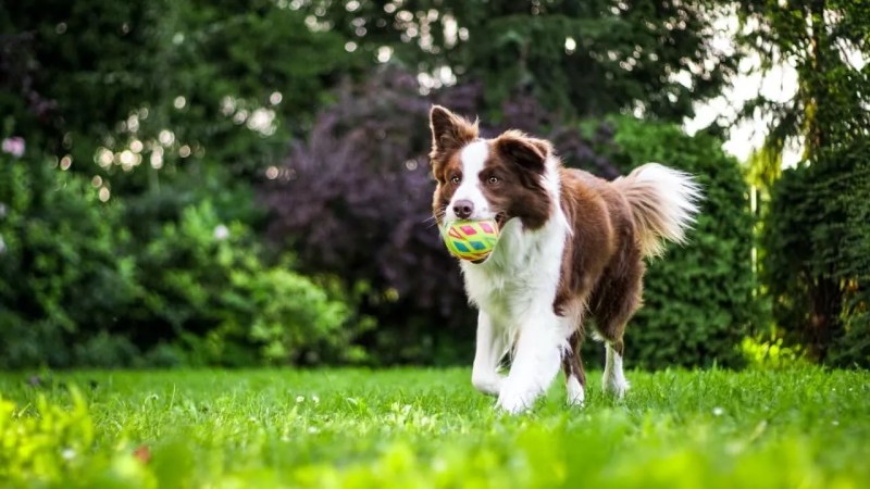 Best Dog Vacations