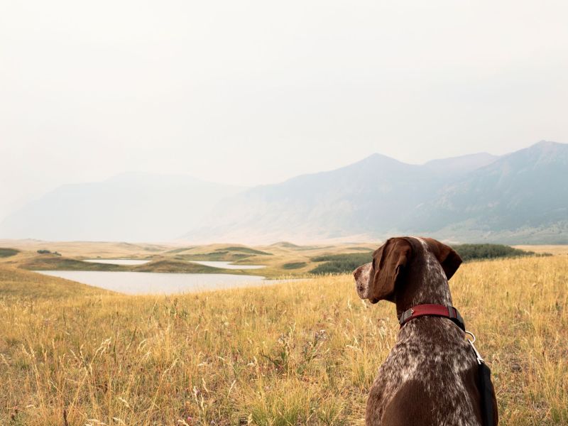 Best Hiking Vacations With Dogs