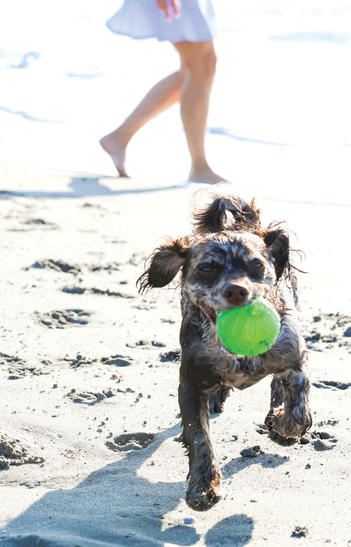 Best Pet Friendly Beach Resorts