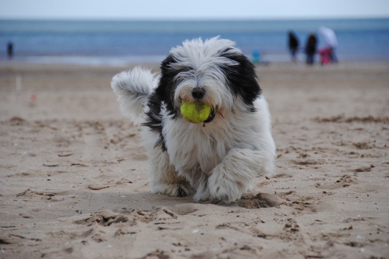 Best Pet Friendly Beaches On East Coast