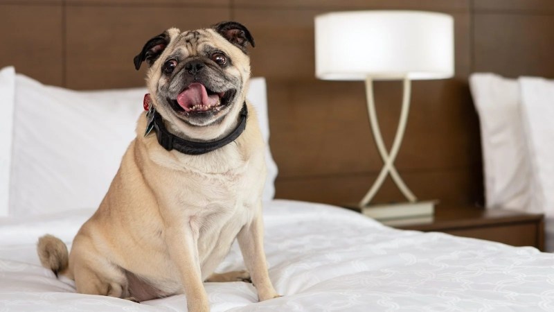 Best Pet Friendly Getaways Near Me