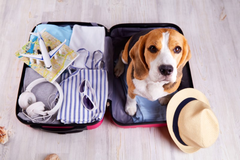 Best Pet Friendly Holidays Uk