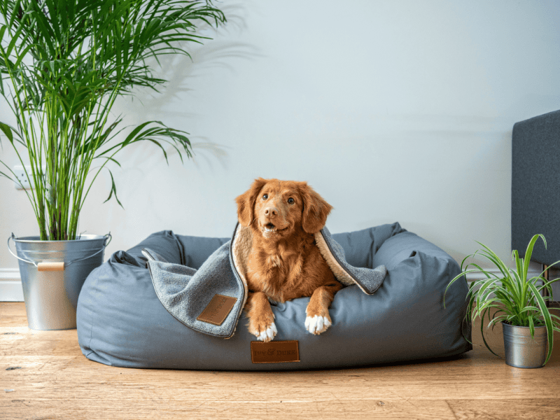 Best Pet Friendly Resorts In Us