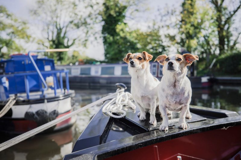 Day Trips With Dogs London