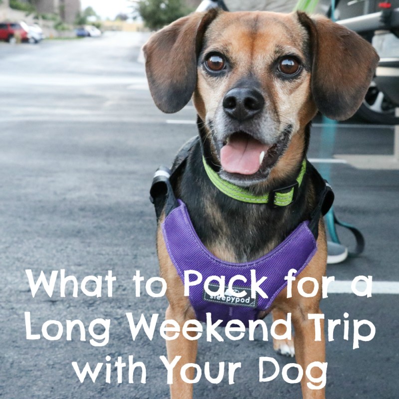 Day Trips With Dogs Near Me