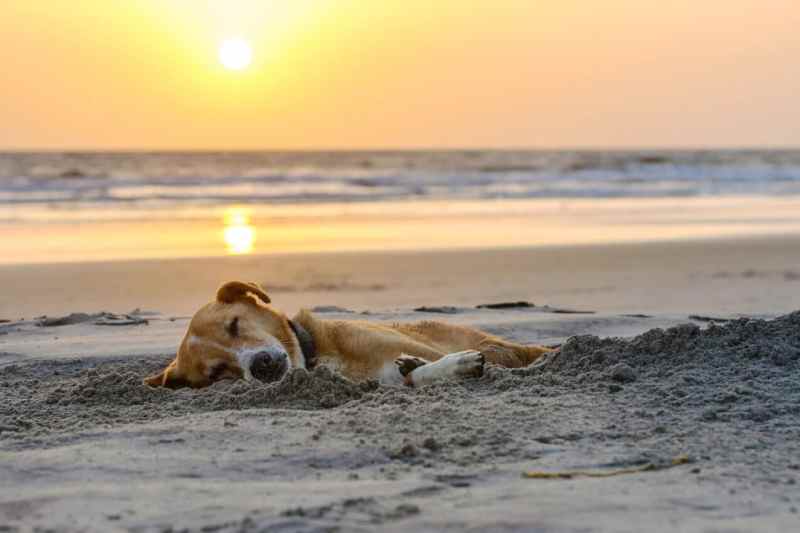 Dog Friendly Beaches On East Coast Of Florida