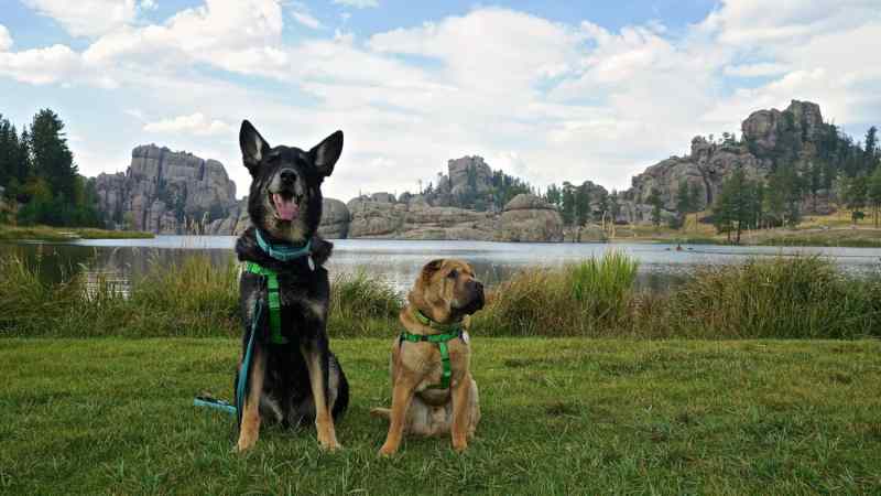 Dog Friendly Cabin Gold Coast