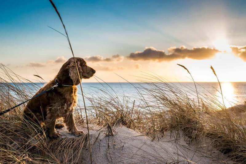 Dog Friendly Holidays Devon