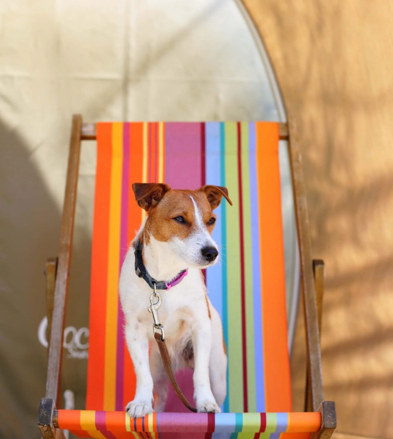 Dog Friendly Holidays Exmouth