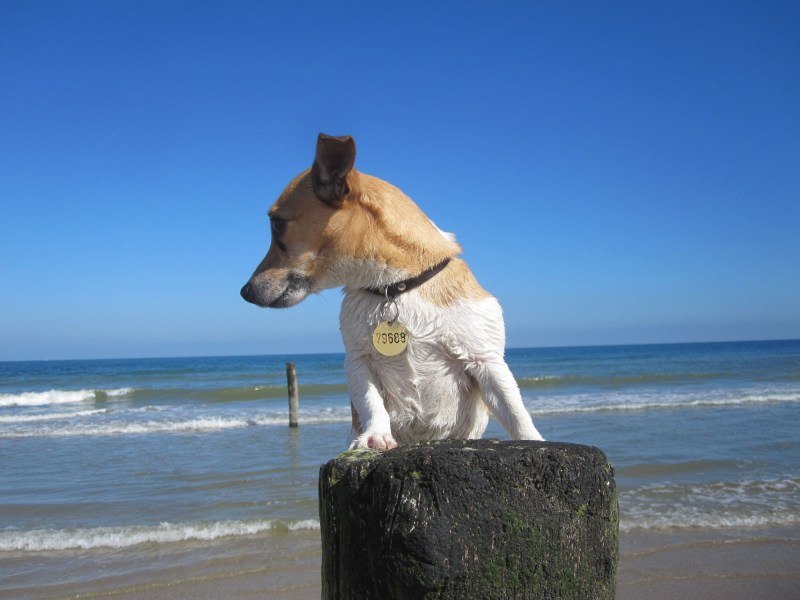 Dog Friendly Holidays Germany