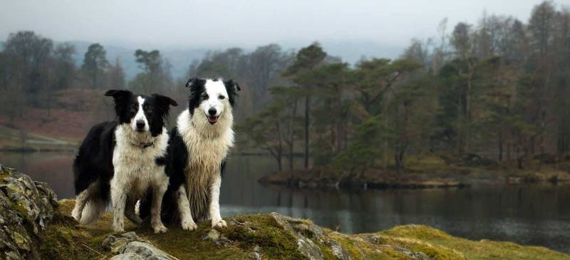 Dog Friendly Holidays Lake District