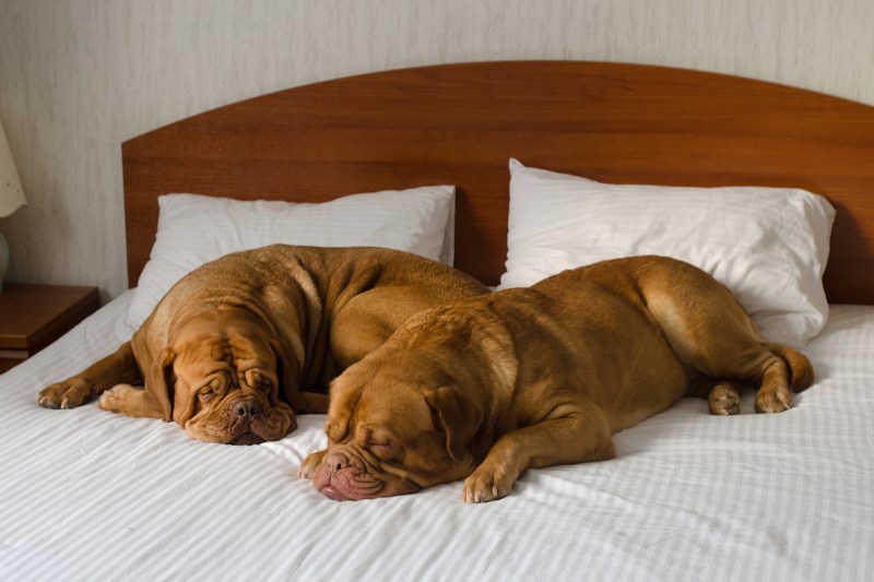 Dog Friendly Hotel Chains