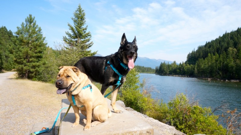 Dog Friendly Lodging Glacier National Park