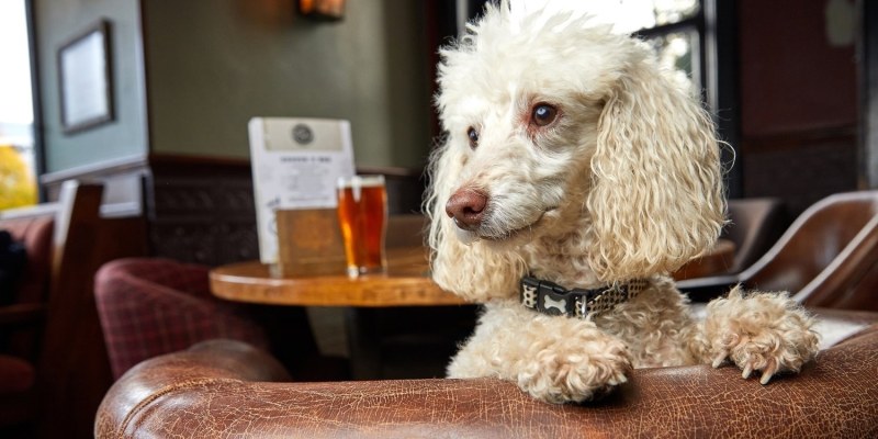 Dog Friendly Restaurants And Bars Near Me